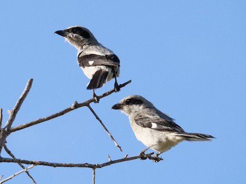 Loggerhead Shrikes