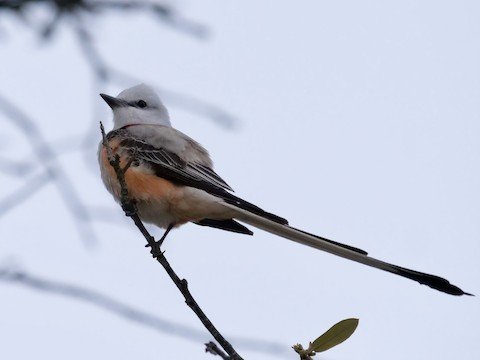 Scissor-tailed Flycatcher (summer)