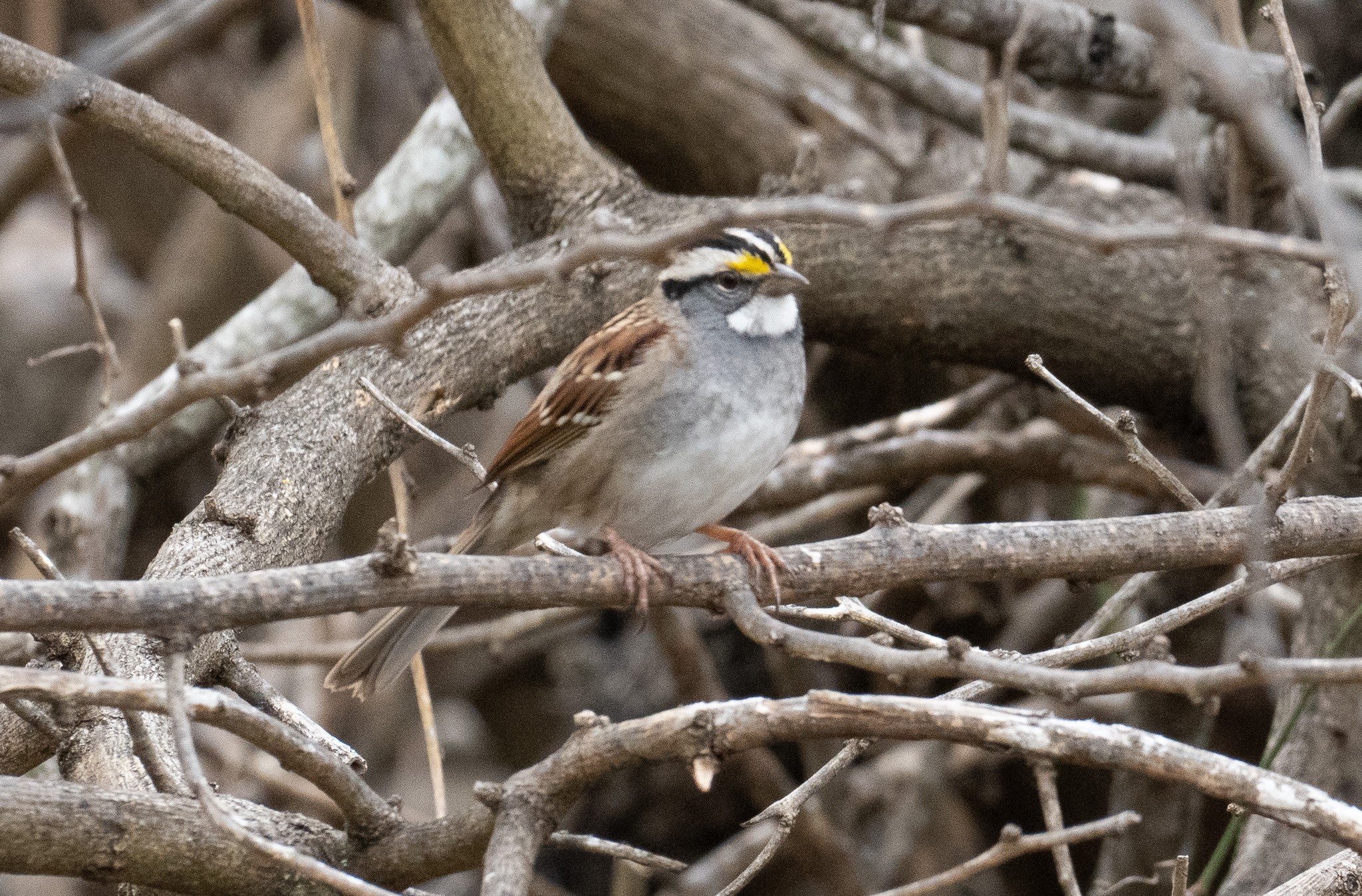 White-throated Sparrow (winter)