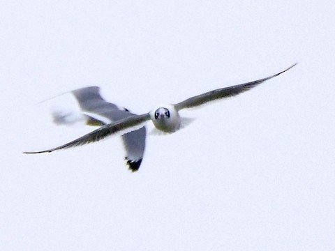 Franklin's Gulls