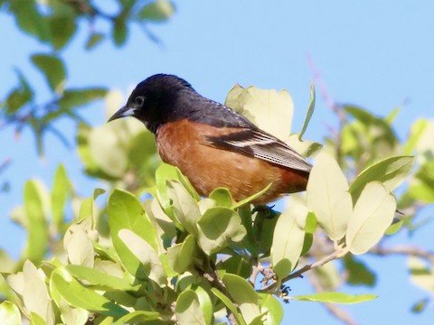 Orchard Oriole (male) migrant