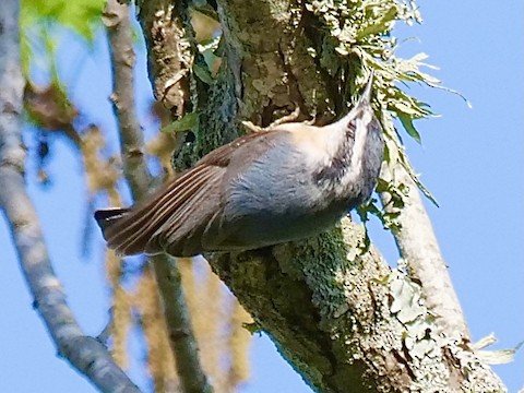 Red-breasted Nuthatch (rare, winter)