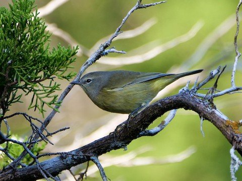 Orange-crowned Warbler (winter)