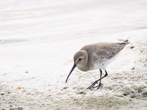 Dunlin