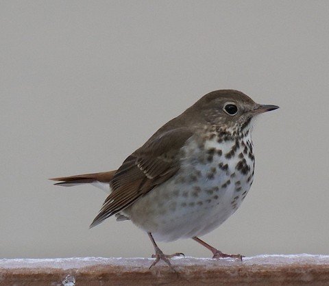 Hermit Thrush (winter)