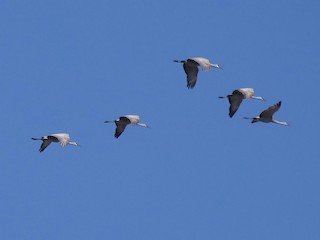 Sandhill Cranes