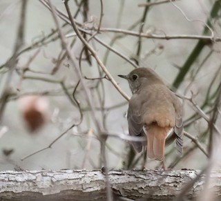 Hermit Thrush: note reddish upper tail (winter)