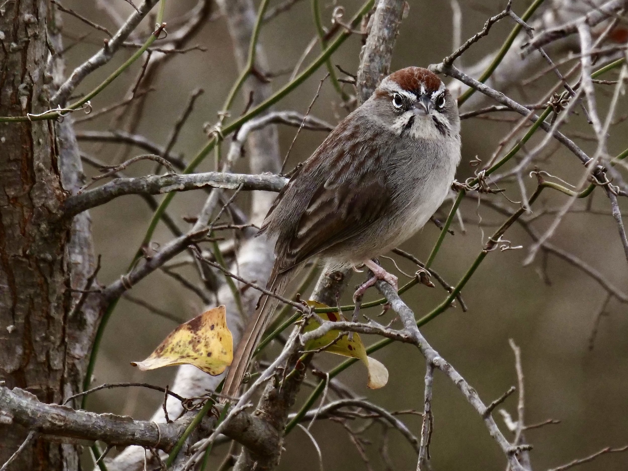 Rufous-crowned Warbler