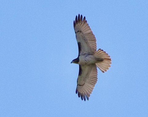 Red-tailed Hawk