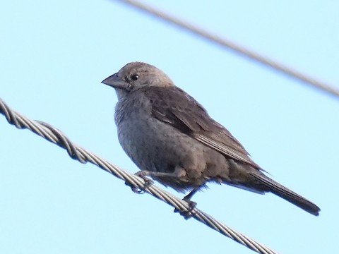 Brown-headed Cowbird (female)