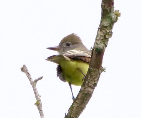 Great-Crested Flycatcher (migrant)