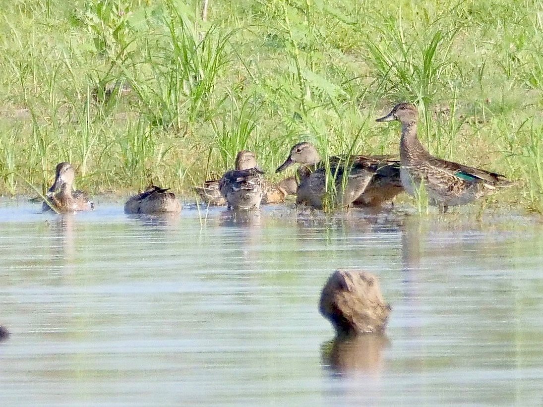 Green-winged Teal