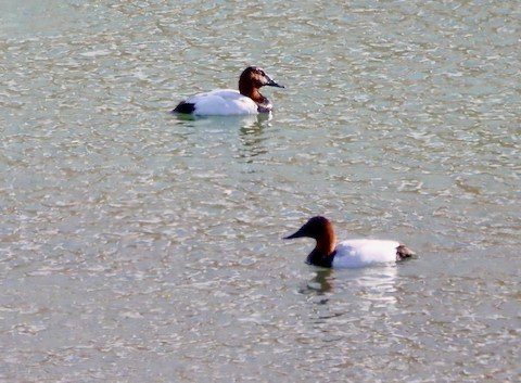 Canvasback