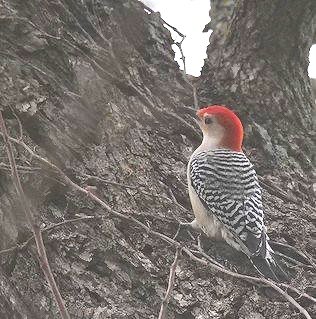 Red-bellied Woodpecker