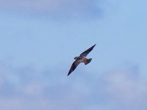 Cliff Swallow (summer)