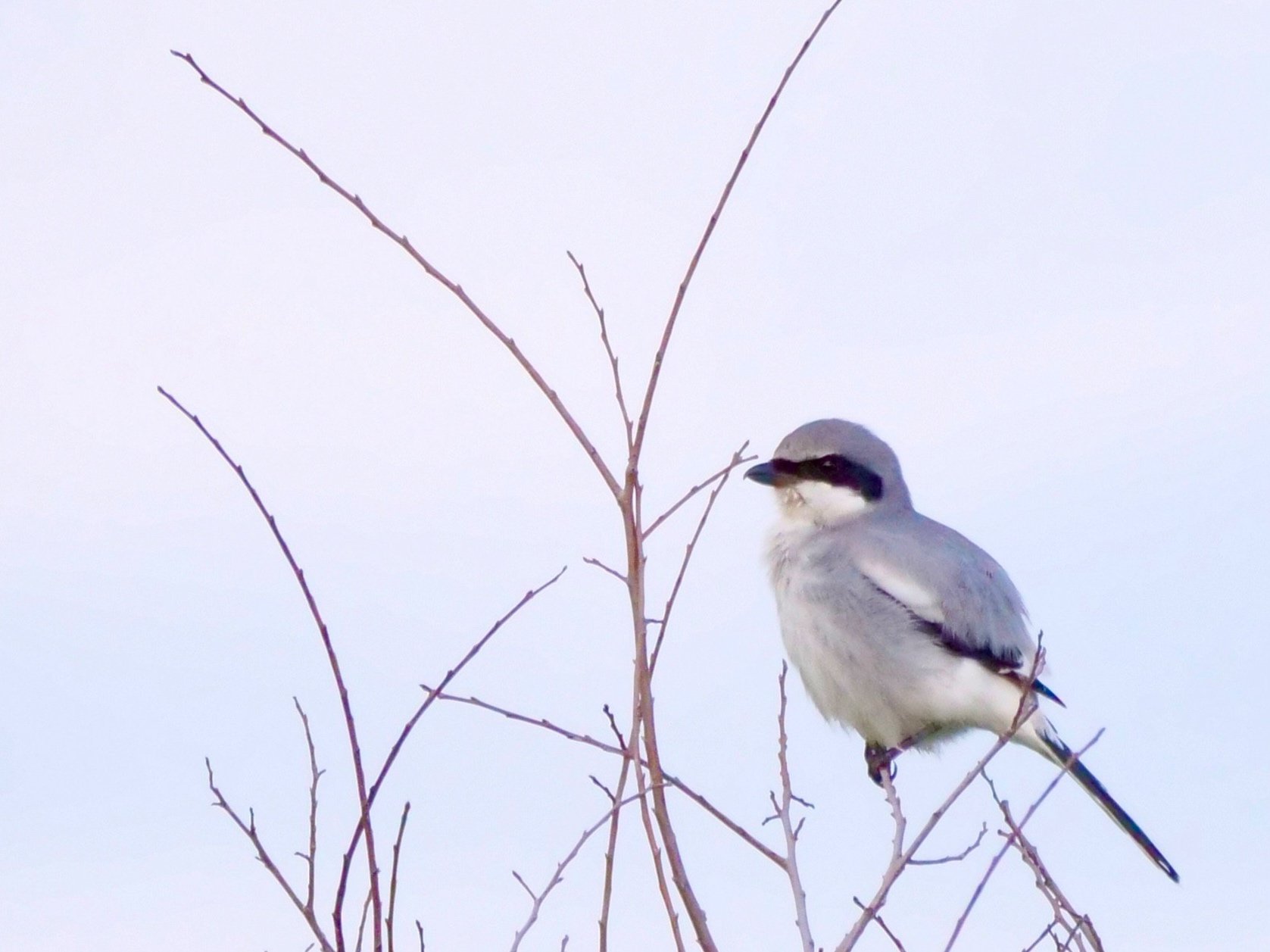 Loggerhead Shrike (winter)