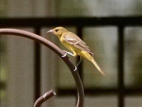 Orchard Oriole (female) migrant