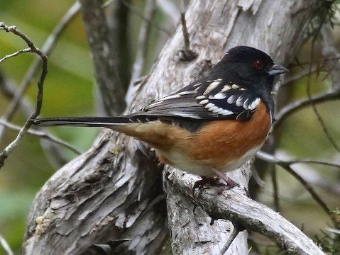 Spotted Towhee (winter)