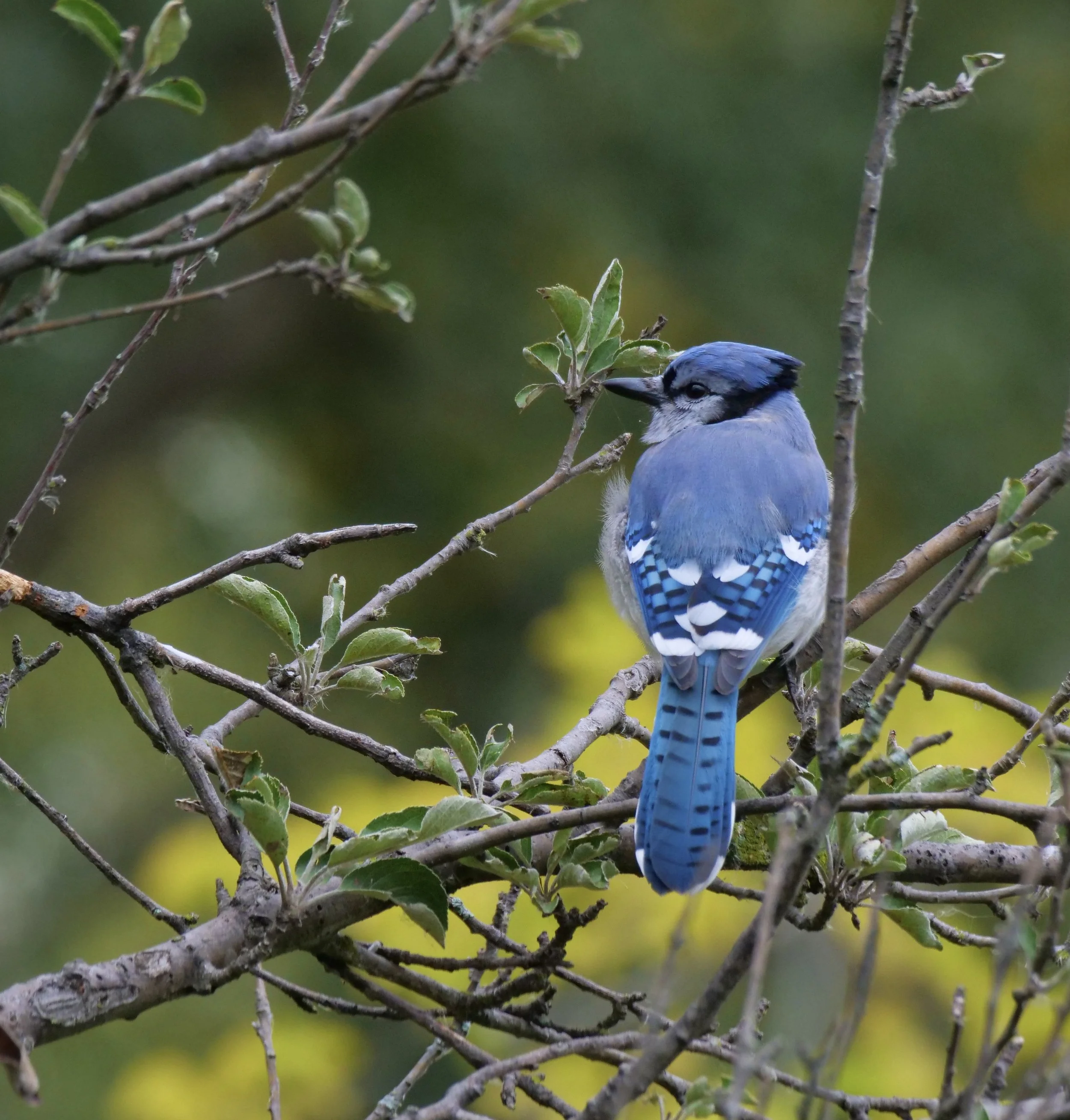 Blue Jay