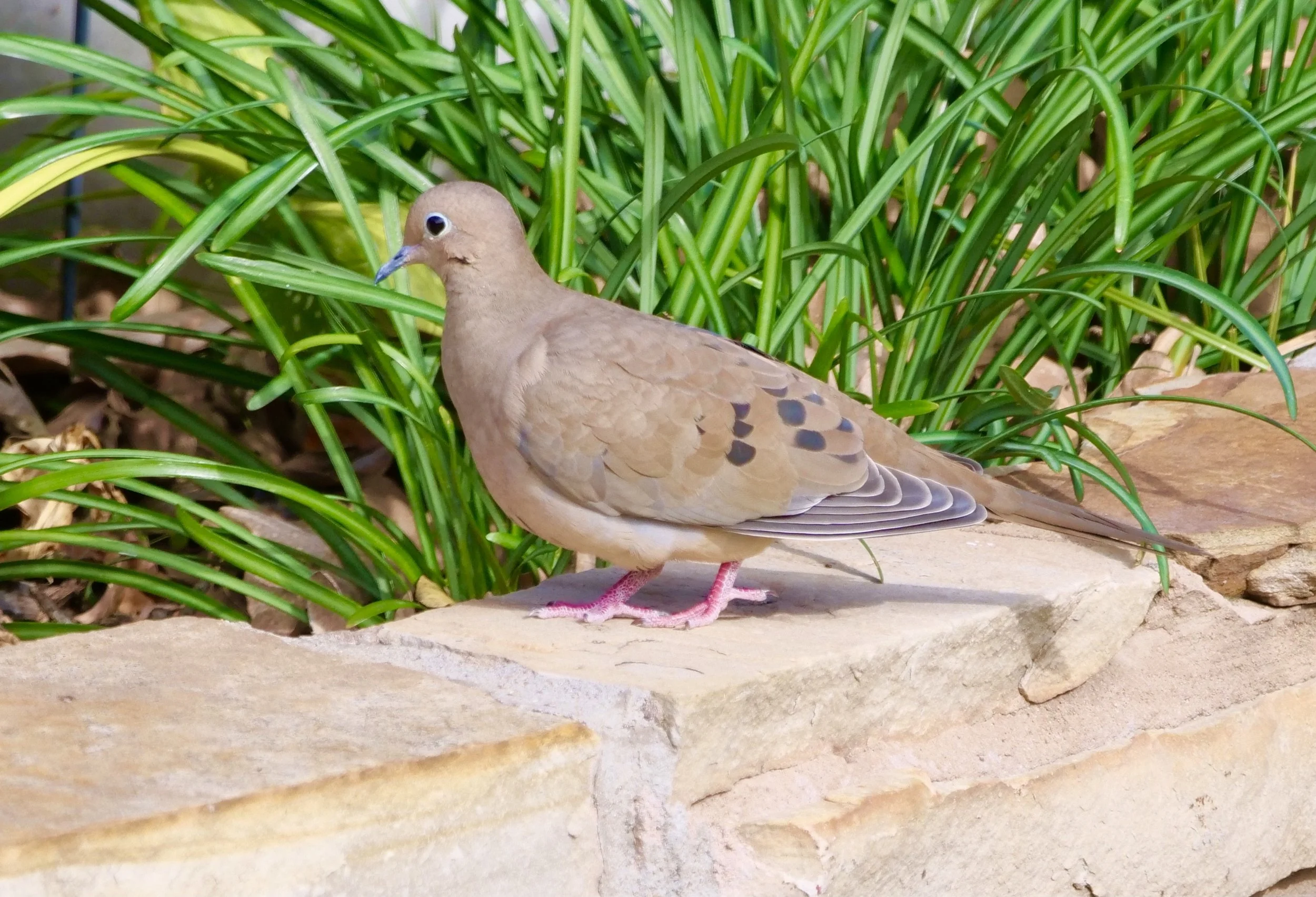 Mourning Dove