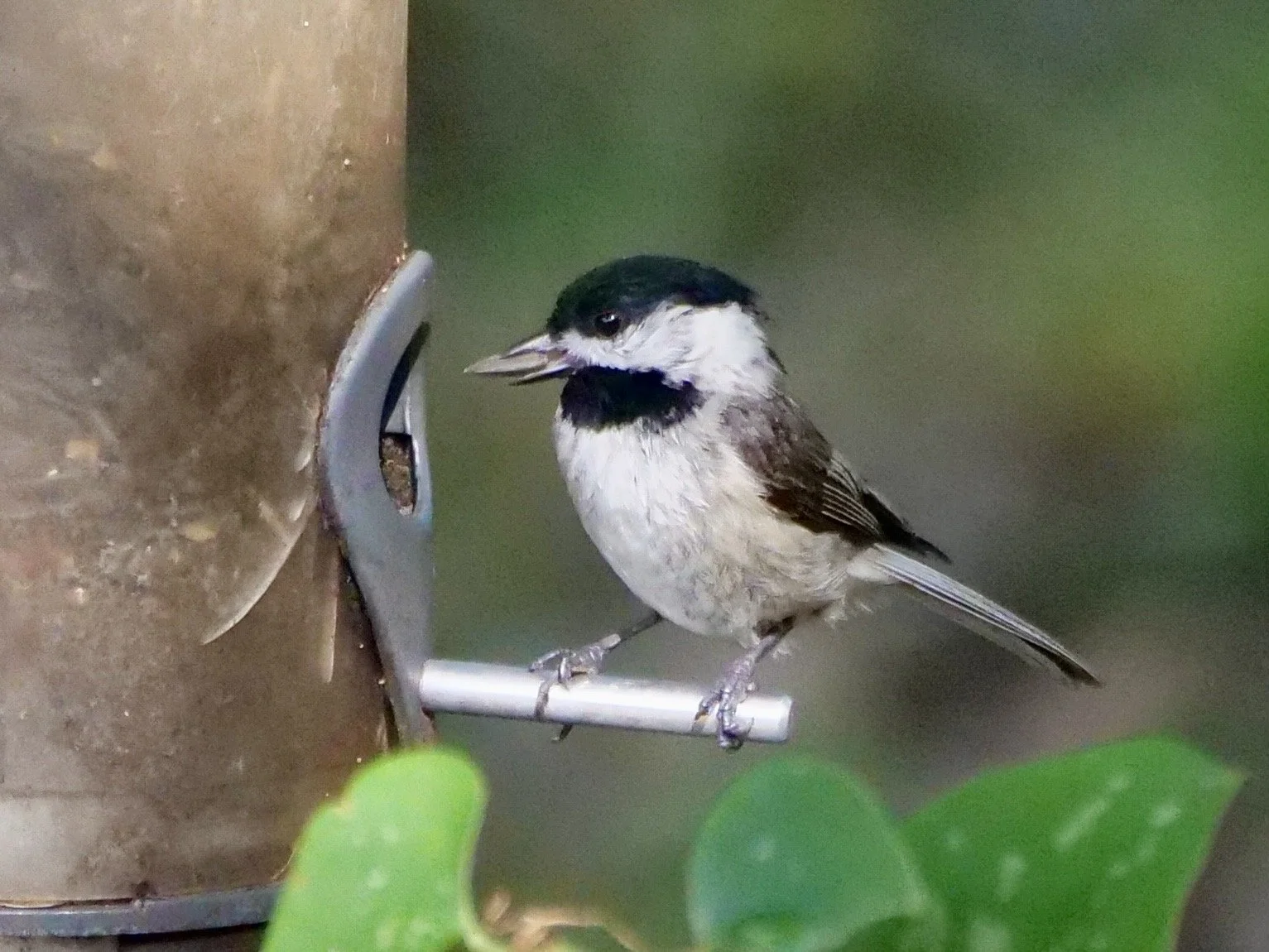 Carolina Chickadee