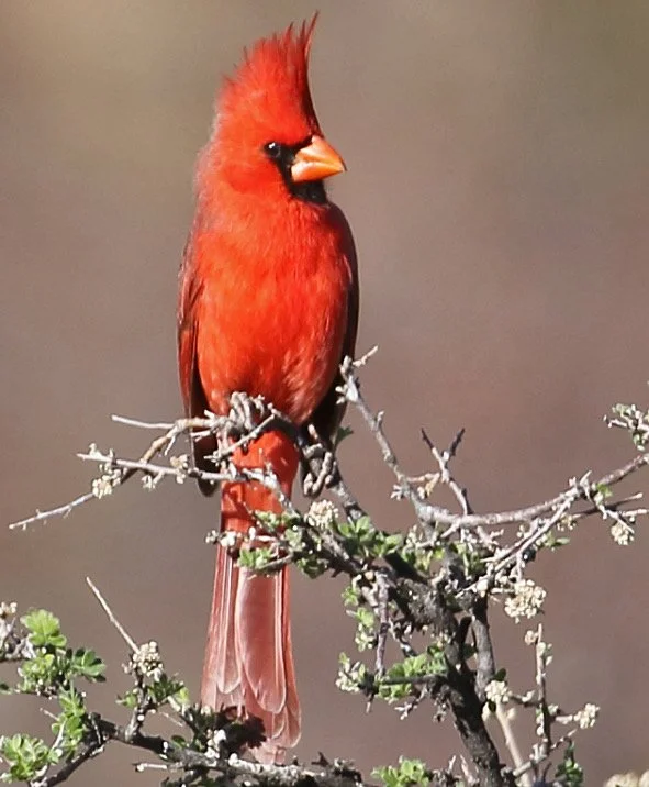 Northern Cardinal