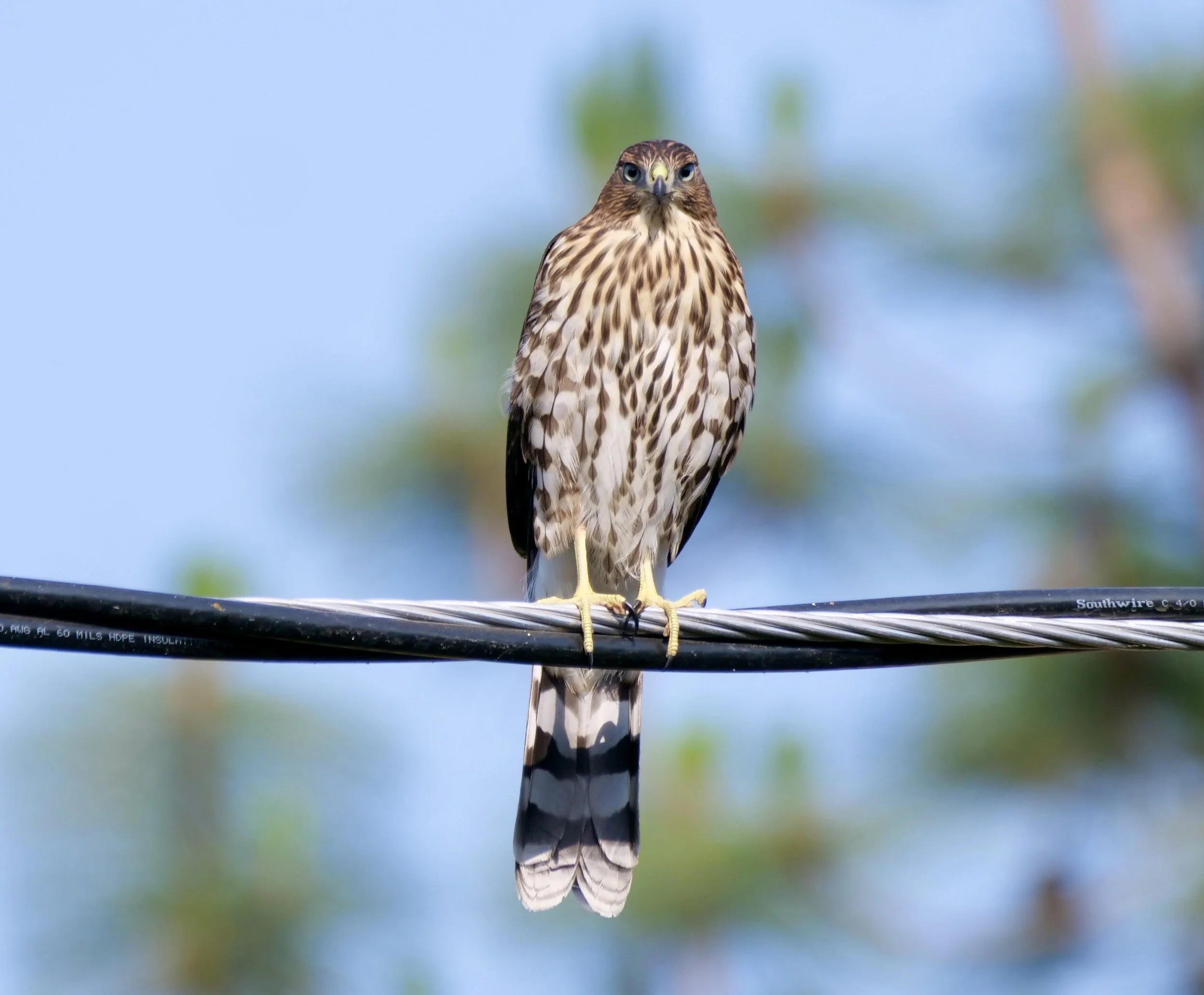Cooper’s Hawk