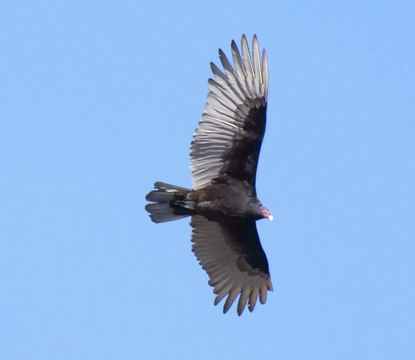 Turkey Vulture