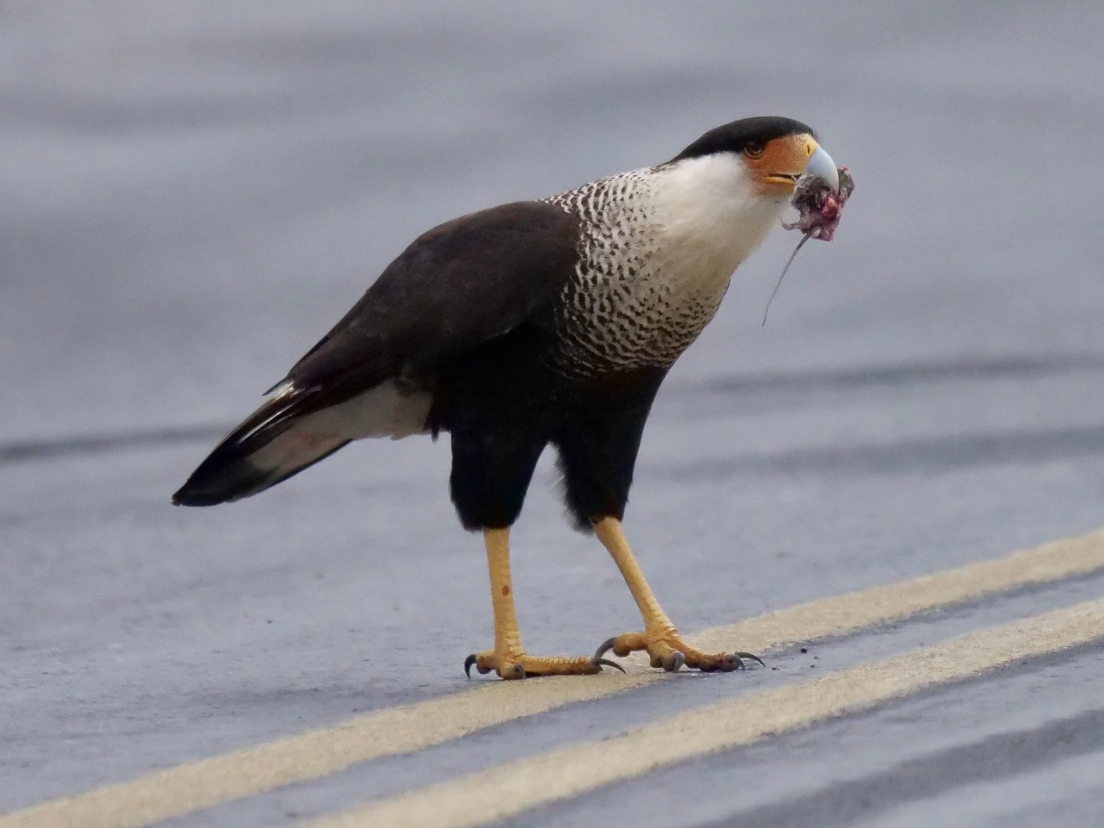 Crested Caracara
