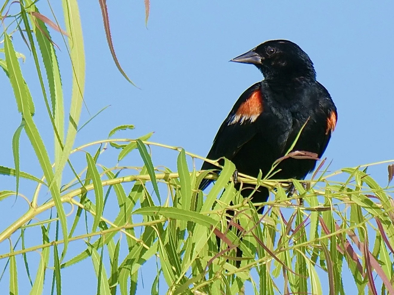 Red-winged Blackbird