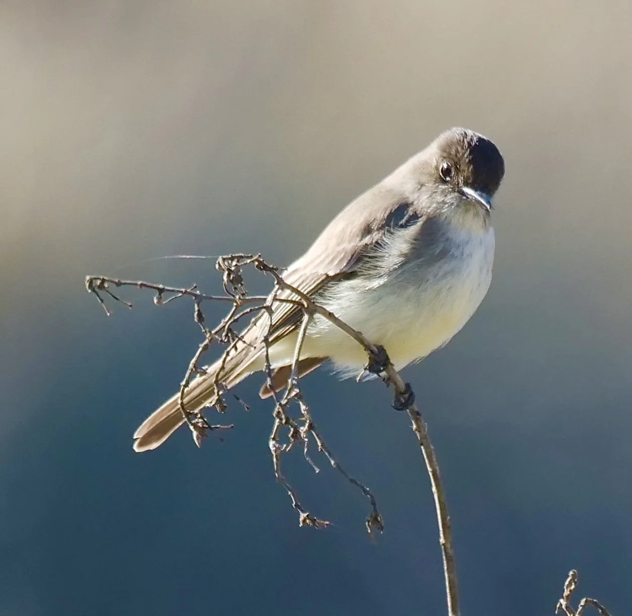 Eastern Phoebe