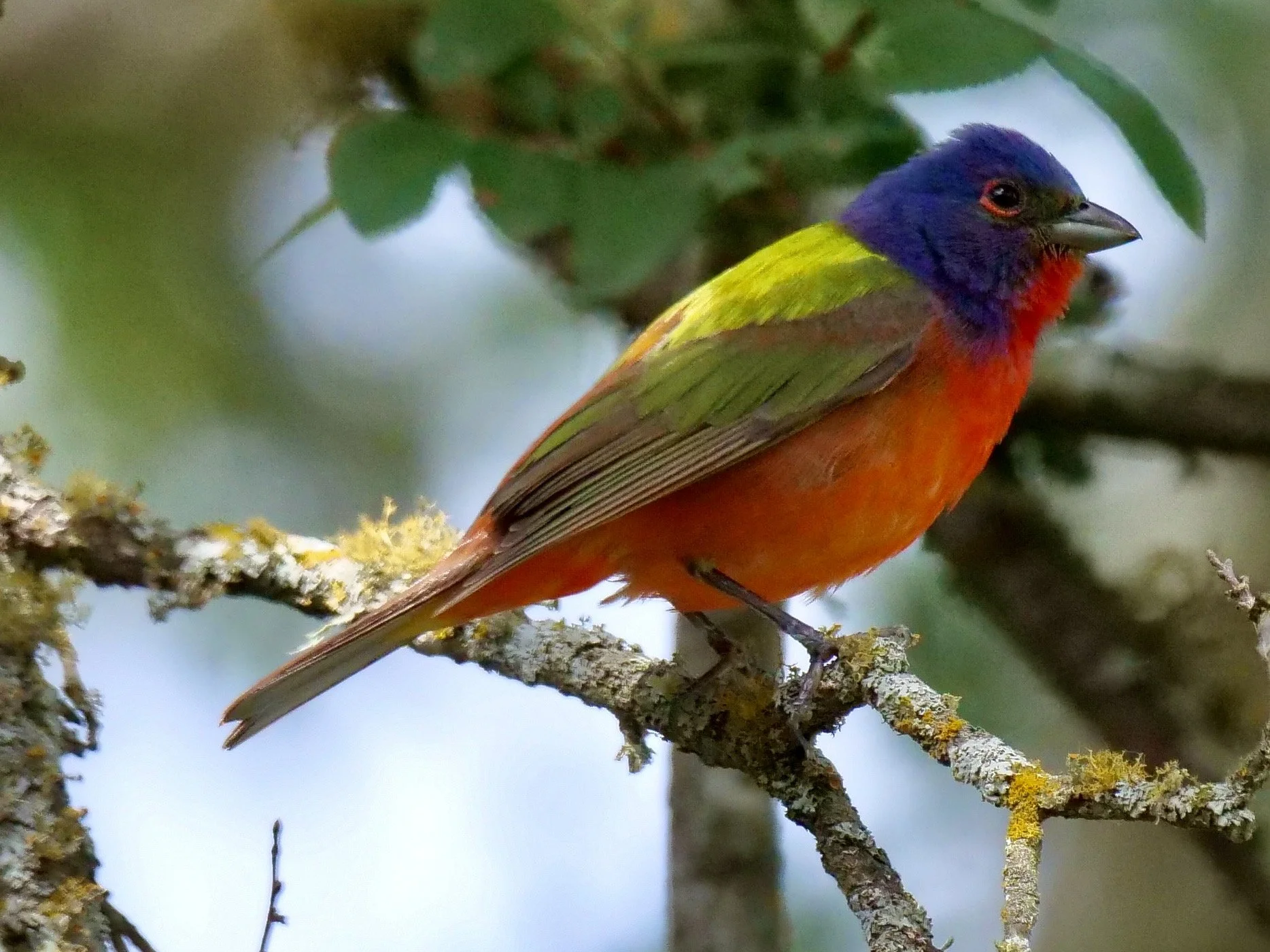 Painted Bunting
