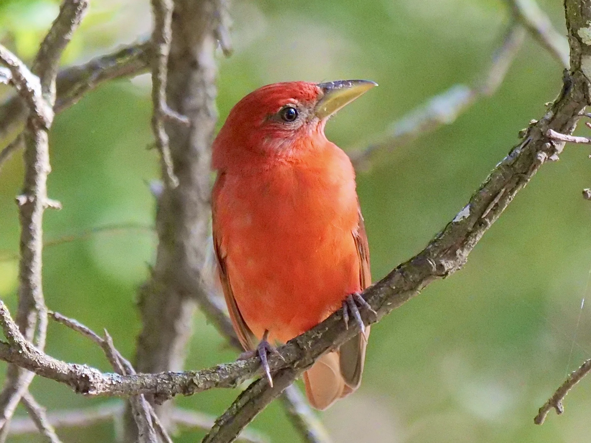 Summer Tanager