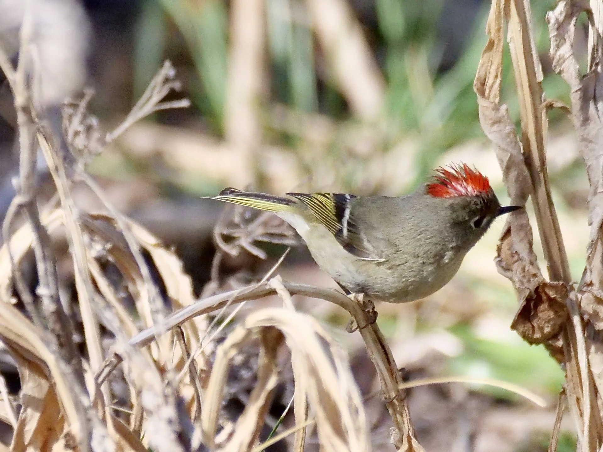 Ruby-crowned Kinglet