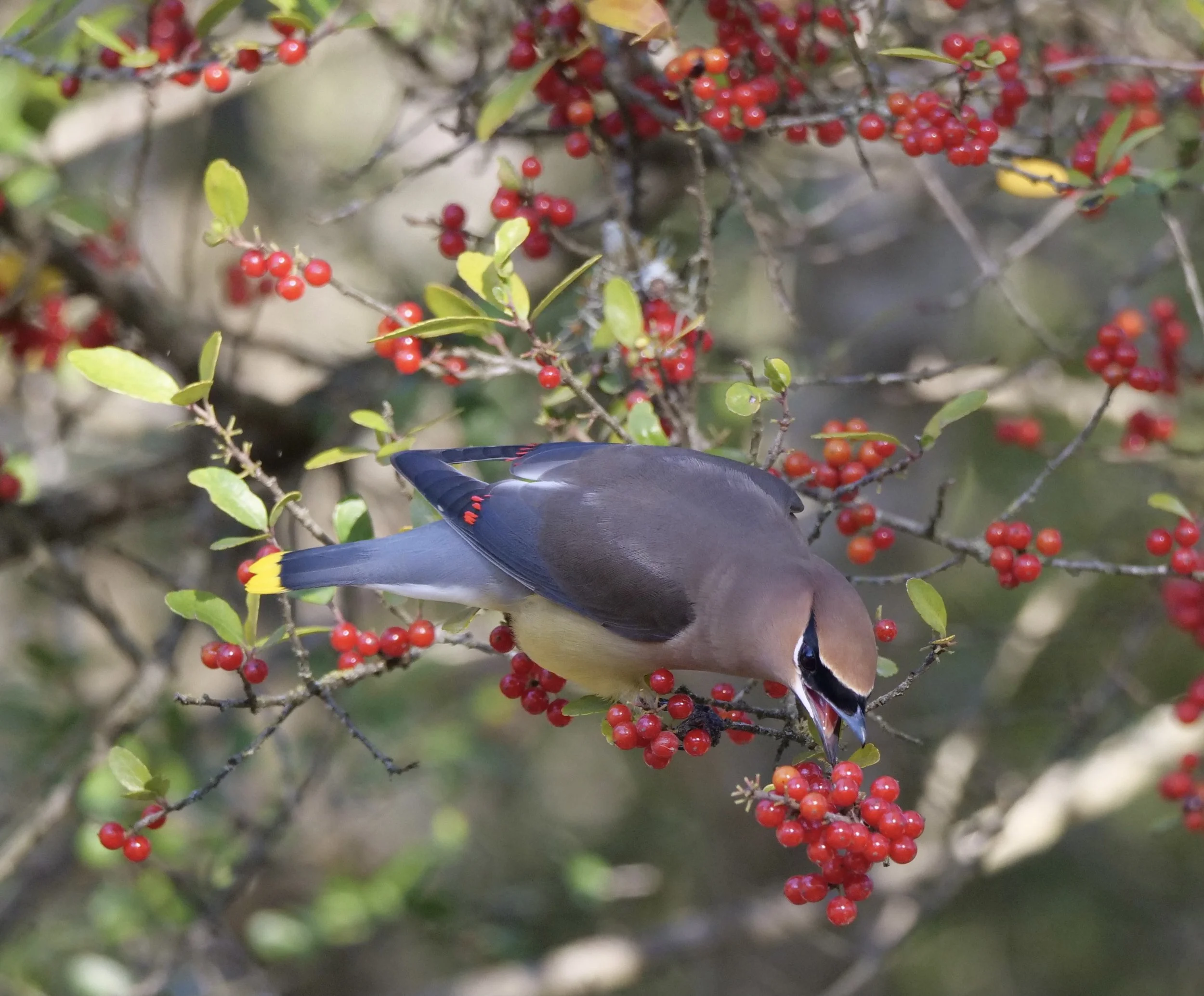 Cedar Waxwing