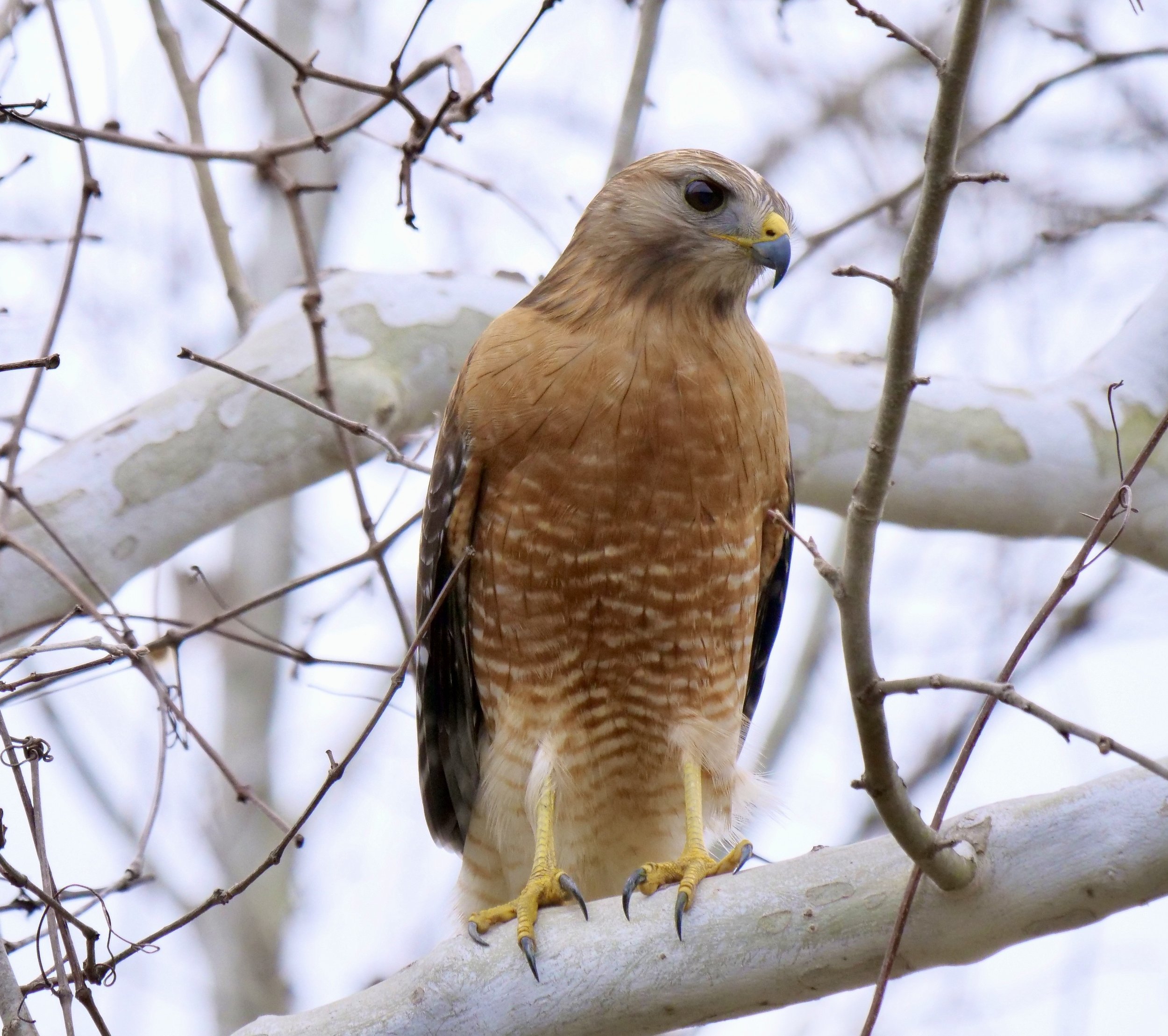 Red-shouldered Hawk