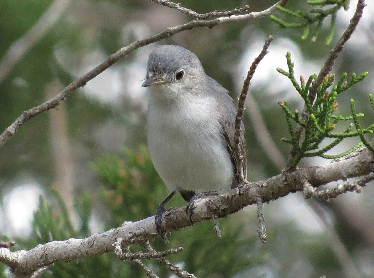 Blue-gray Gnatcatcher