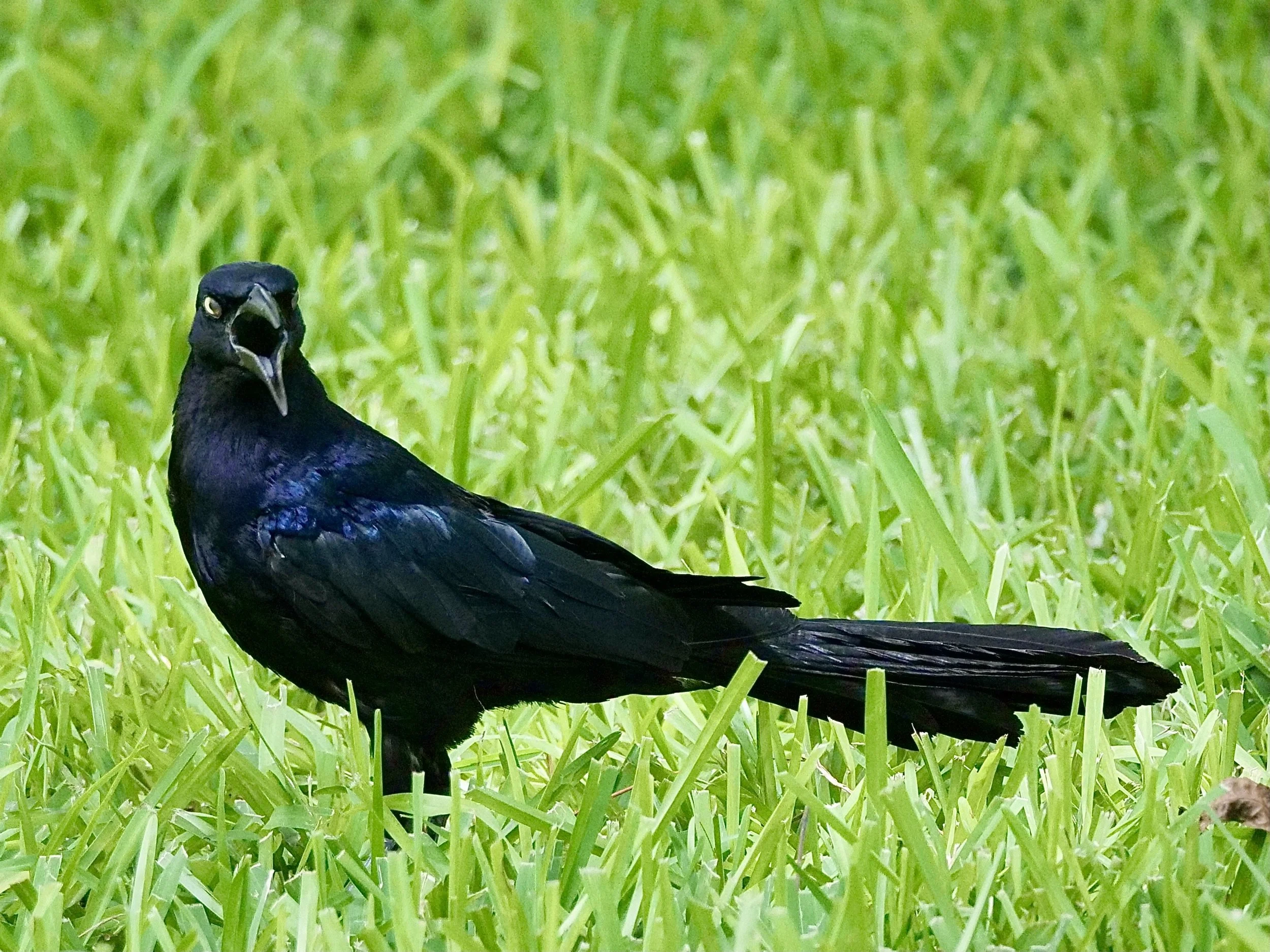 Great-tailed Grackle