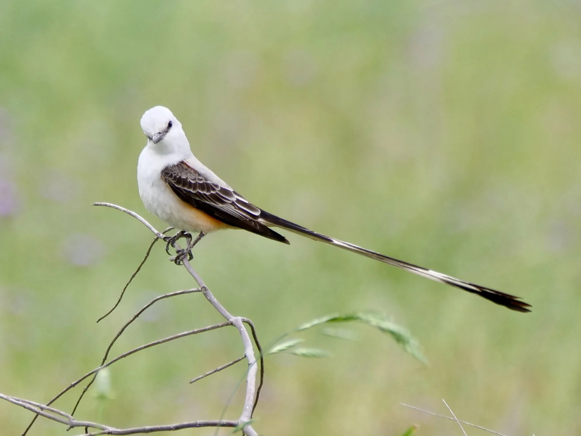 Scissor-tailed Flycatcher