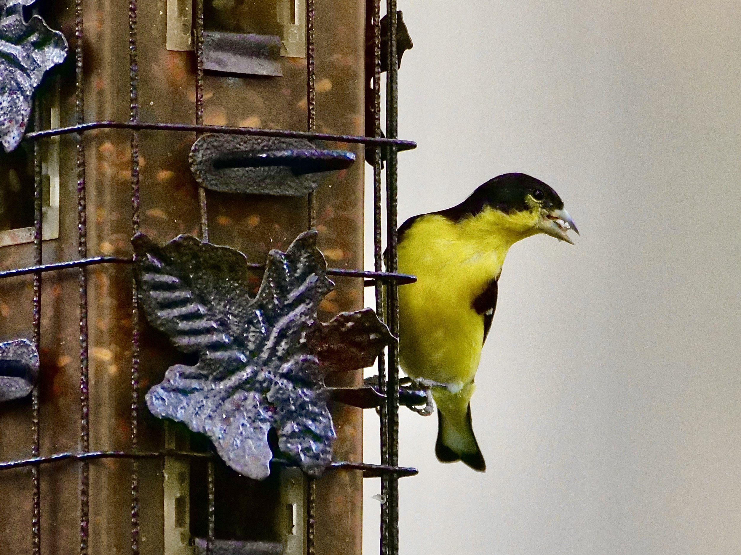 Lesser Goldfinch