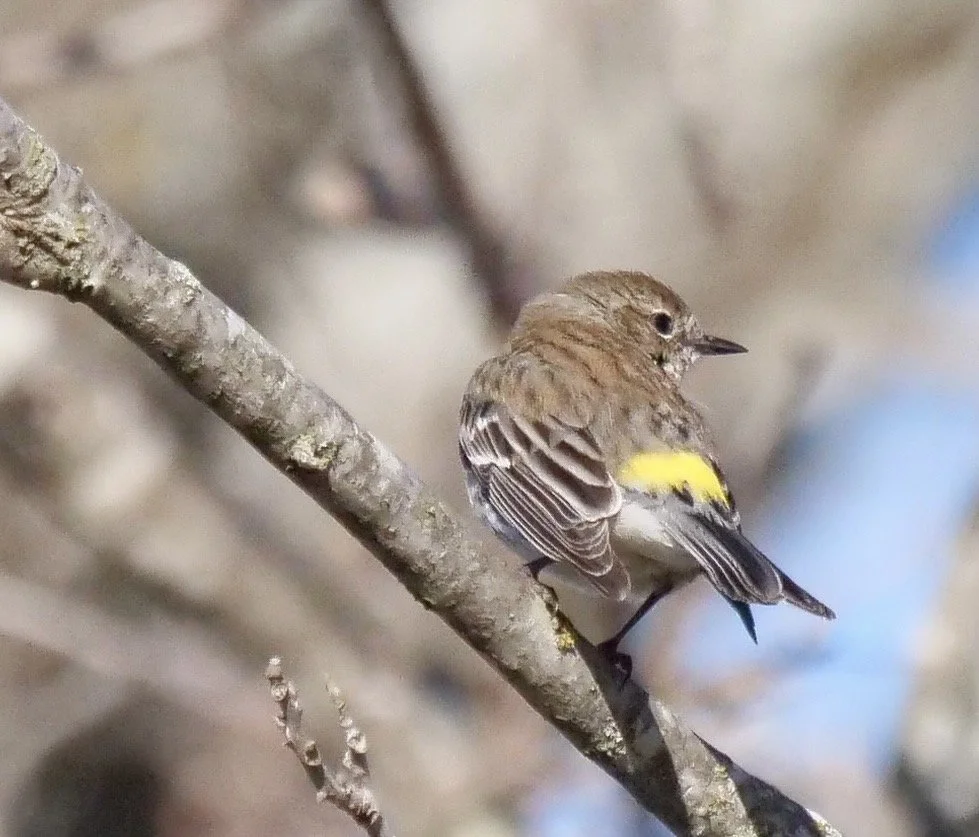 Yellow-rumped Warbler