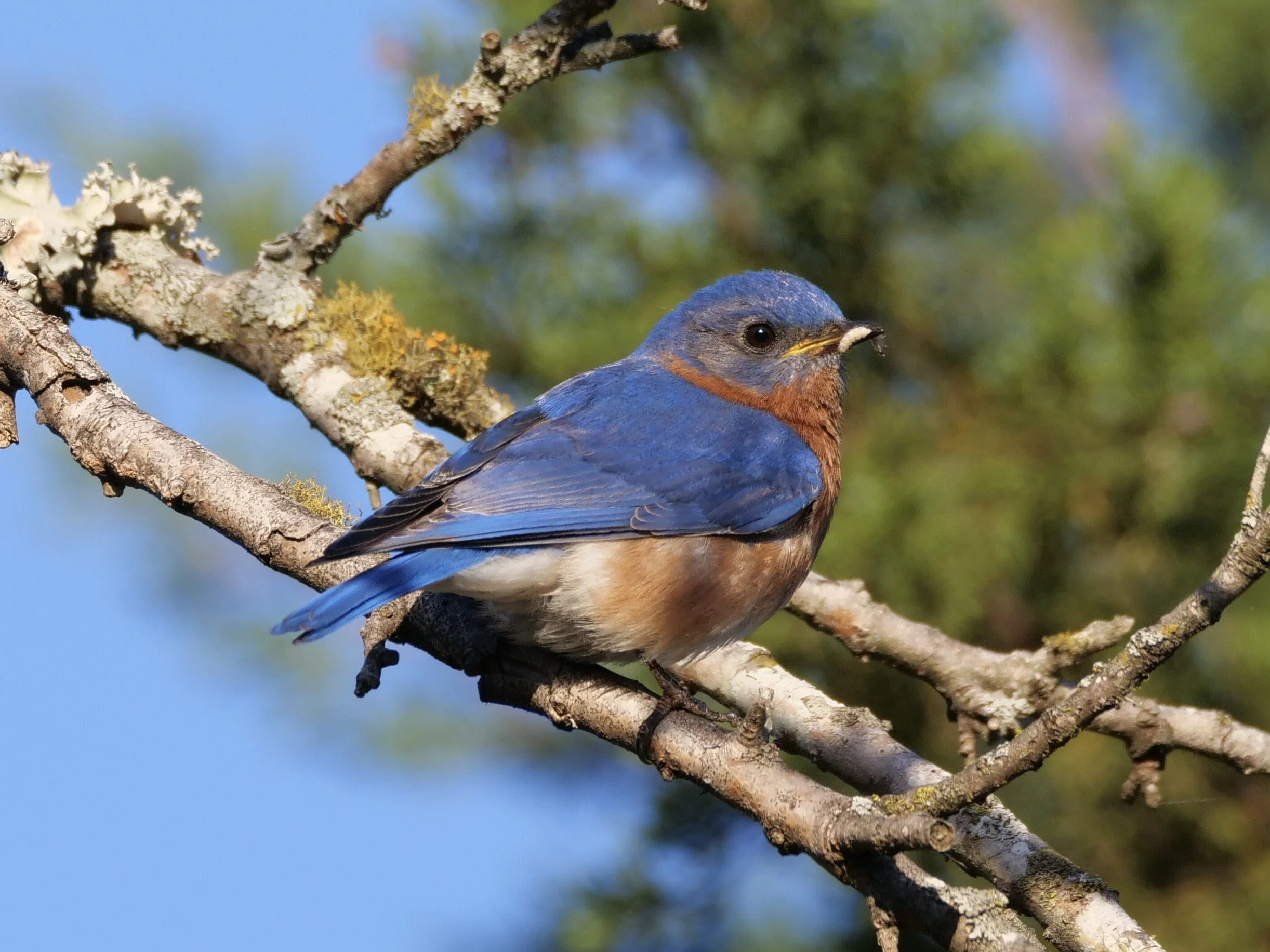 Eastern Bluebird