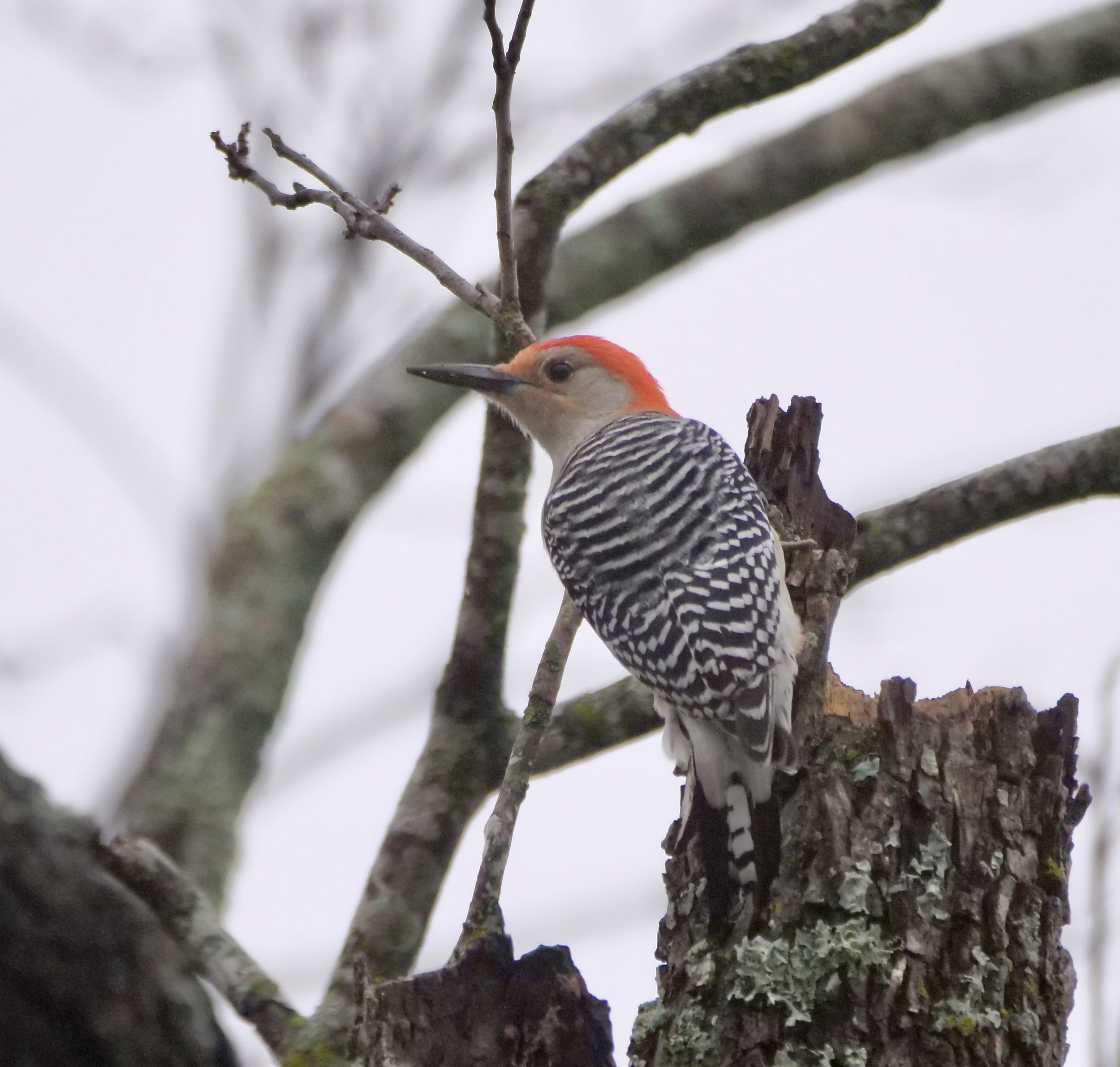 Red-bellied Woodpecker