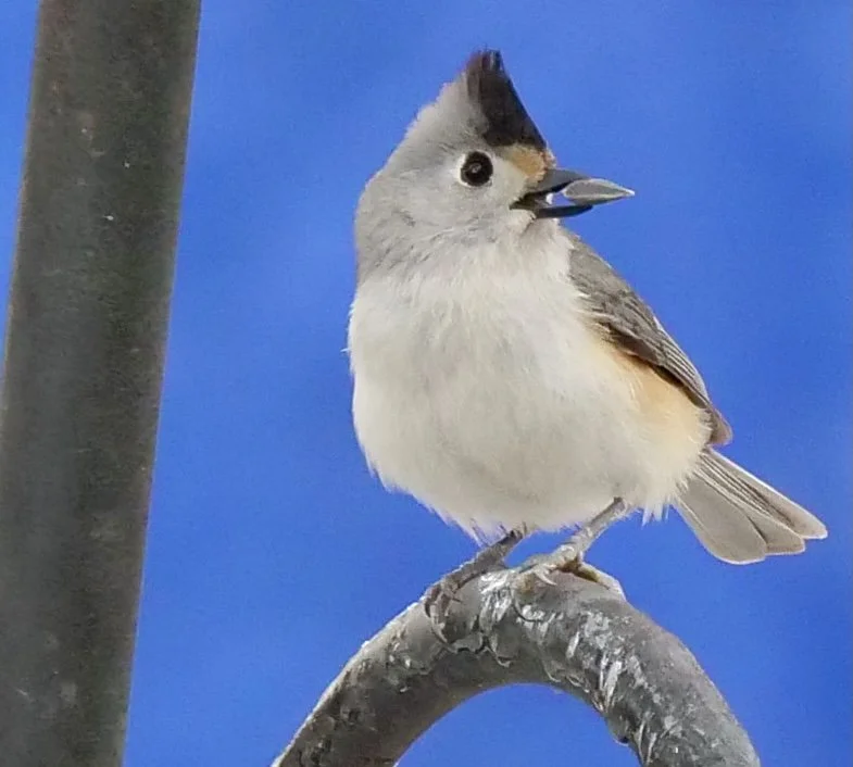 Black-crested Titmouse