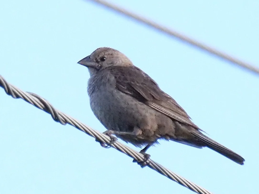 Brown-headed Cowbird