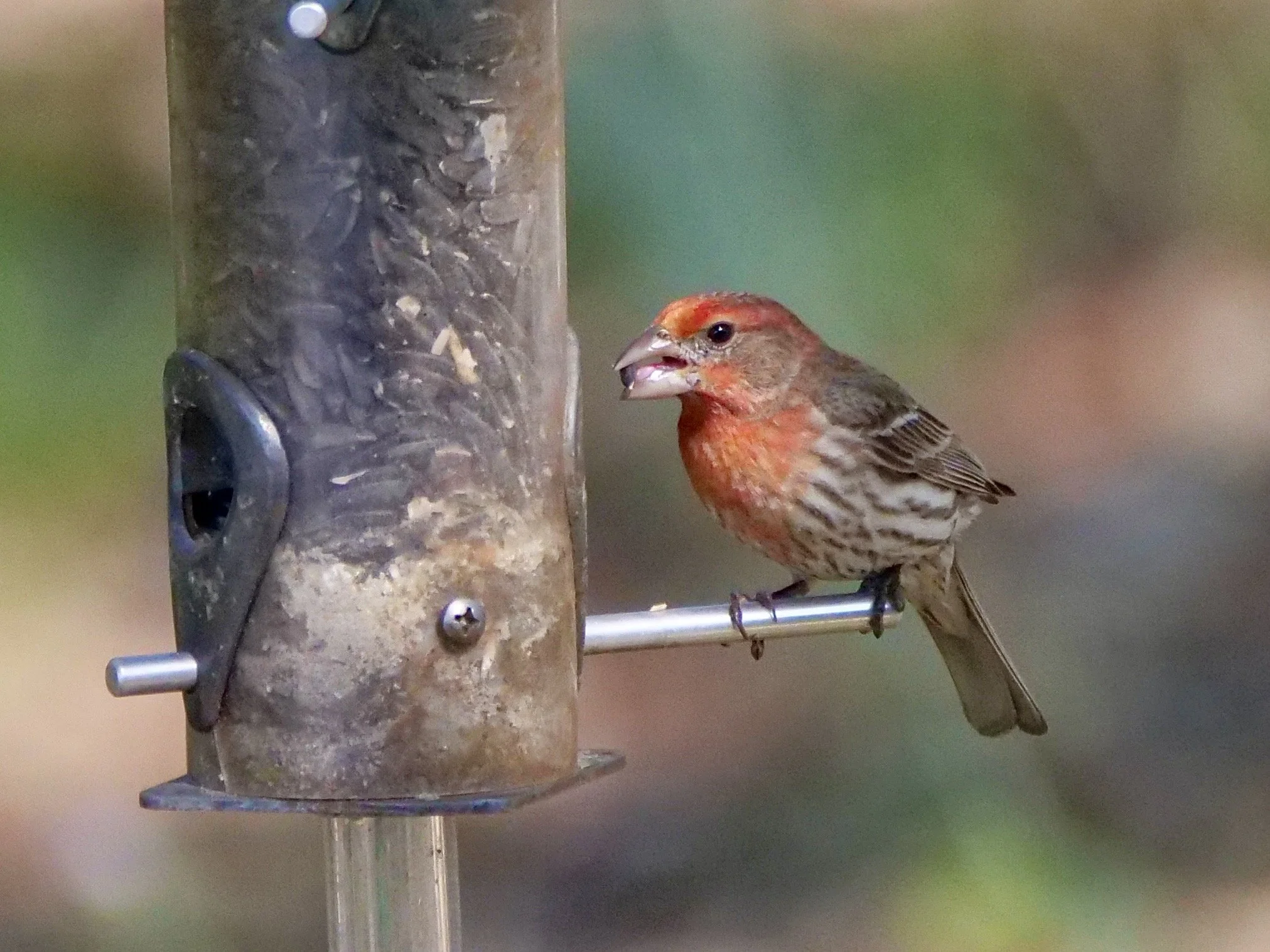 House Finch