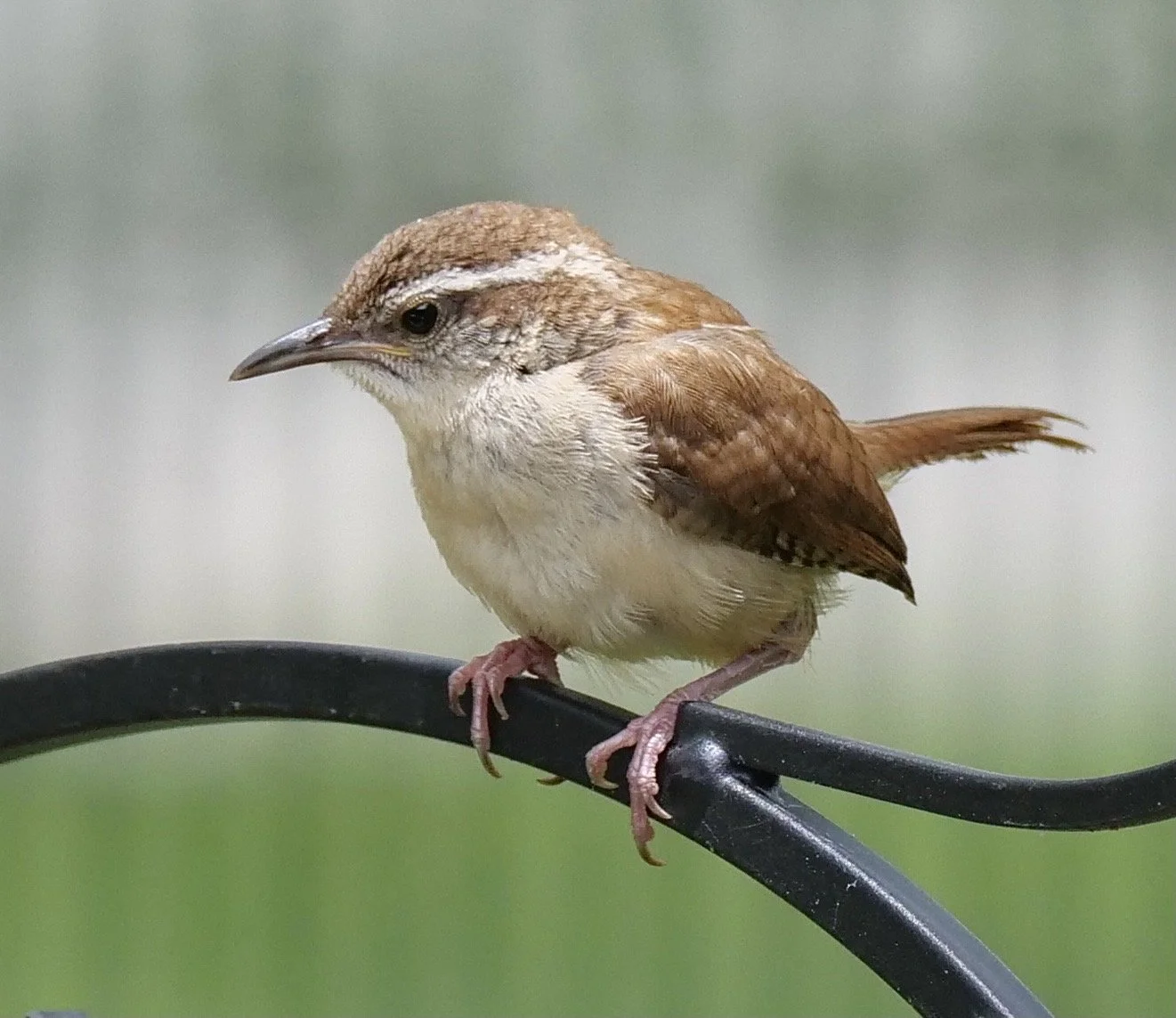 Bewick’s Wren