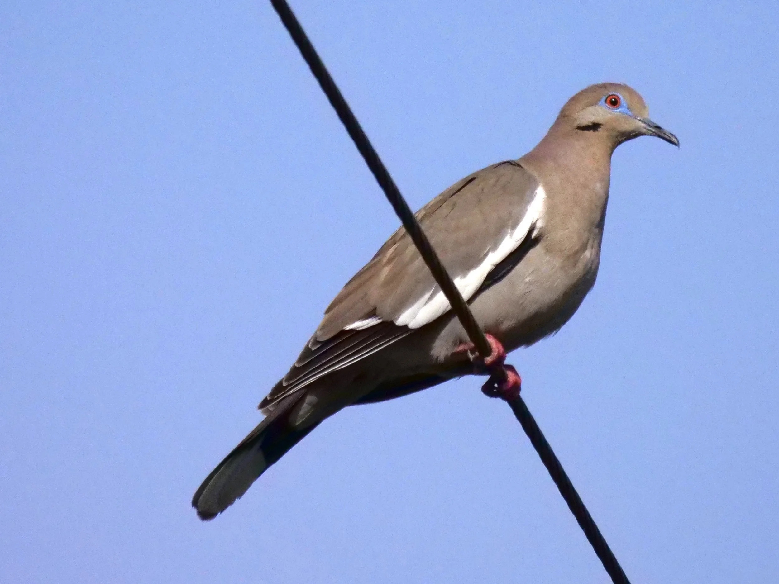 White-winged Dove