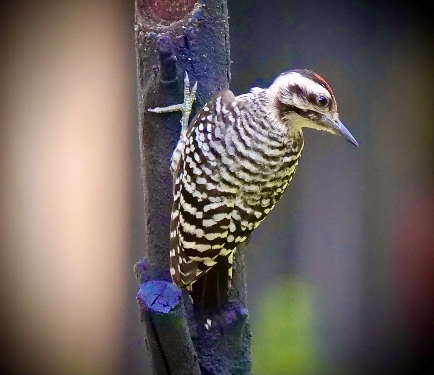 Ladder-backed Woodpecker