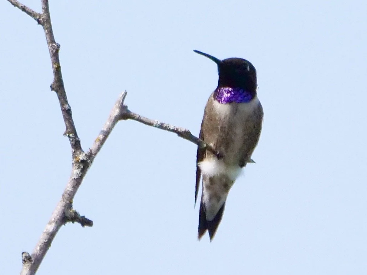 Black-chinned Hummingbird